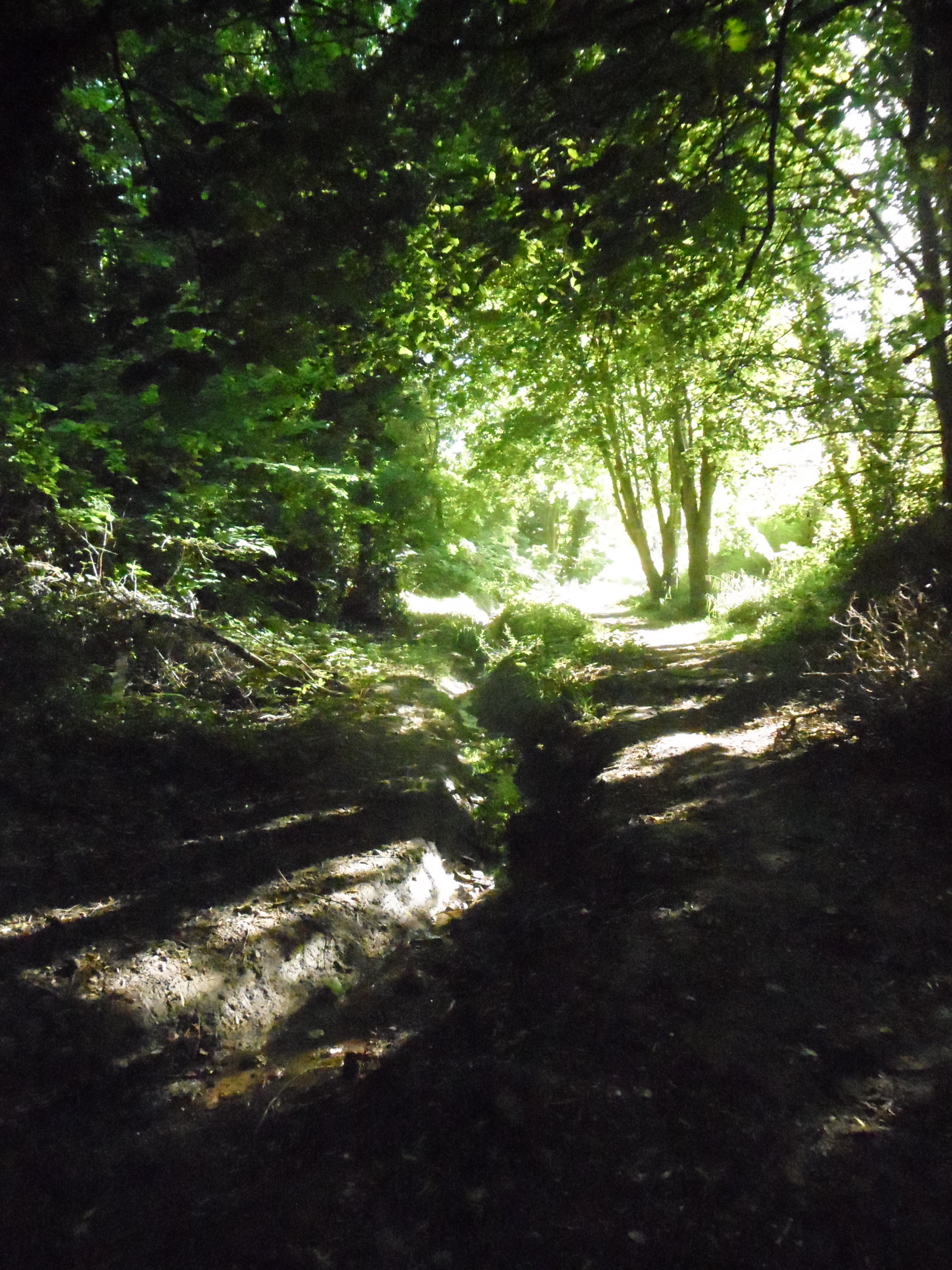 Speckled Wood, Hastings