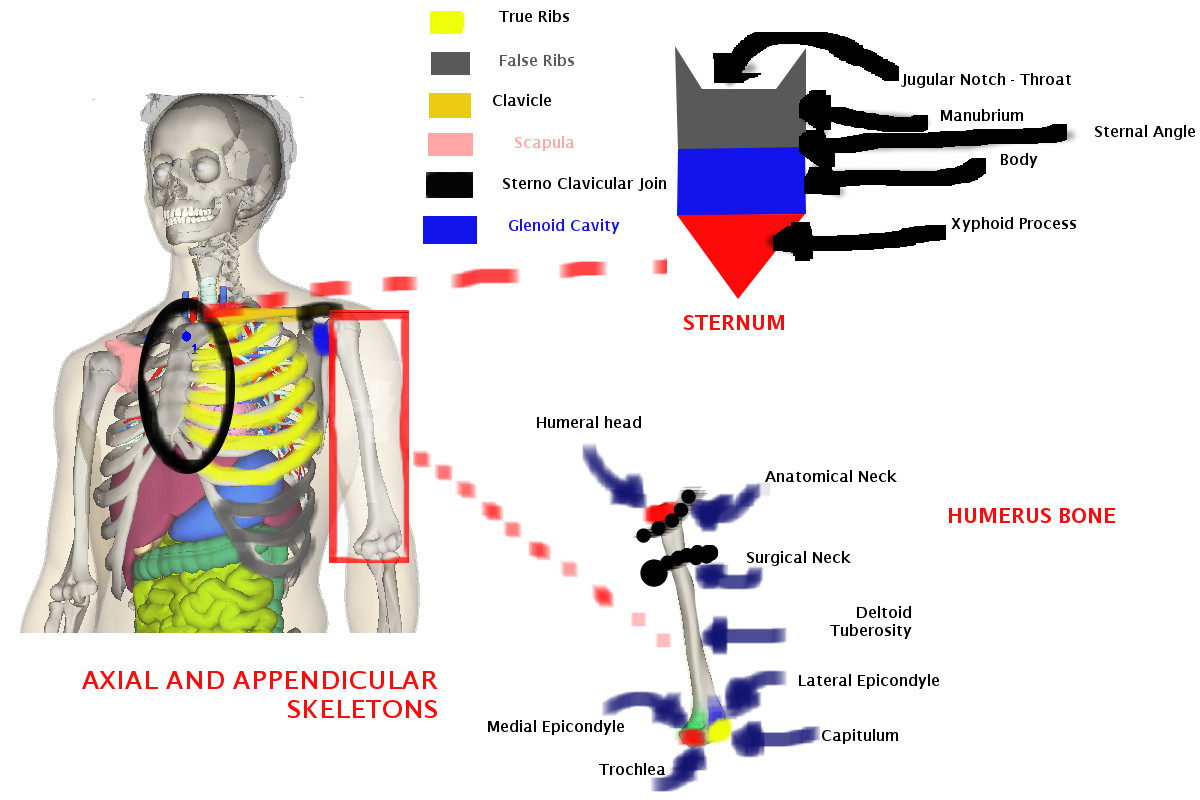 Axial skeleton - Wikipedia
