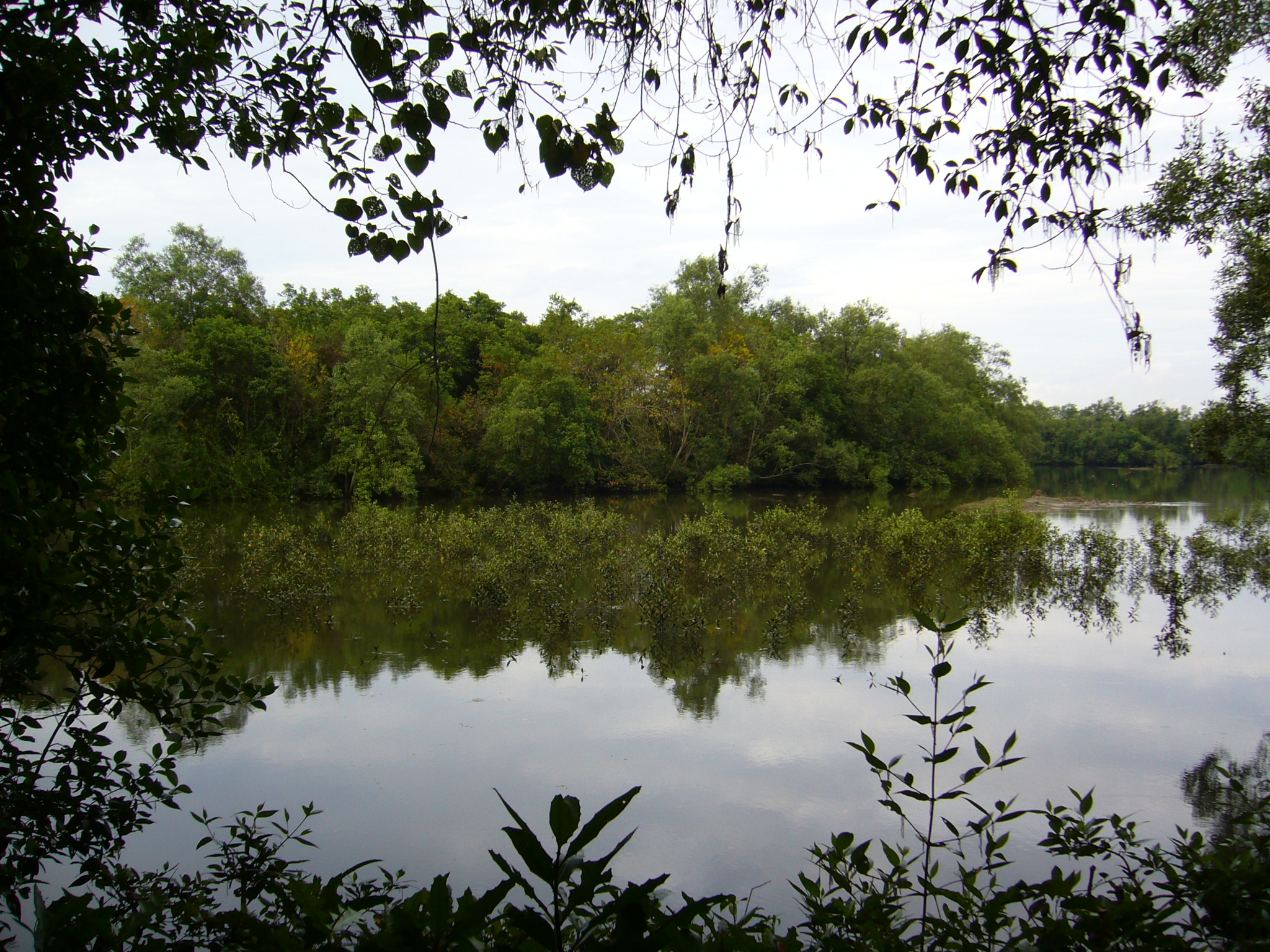 Sungei_Buloh_Wetland_Reserve.jpg