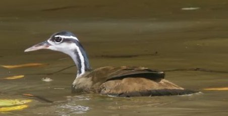 File:Sungrebe cropped.jpg