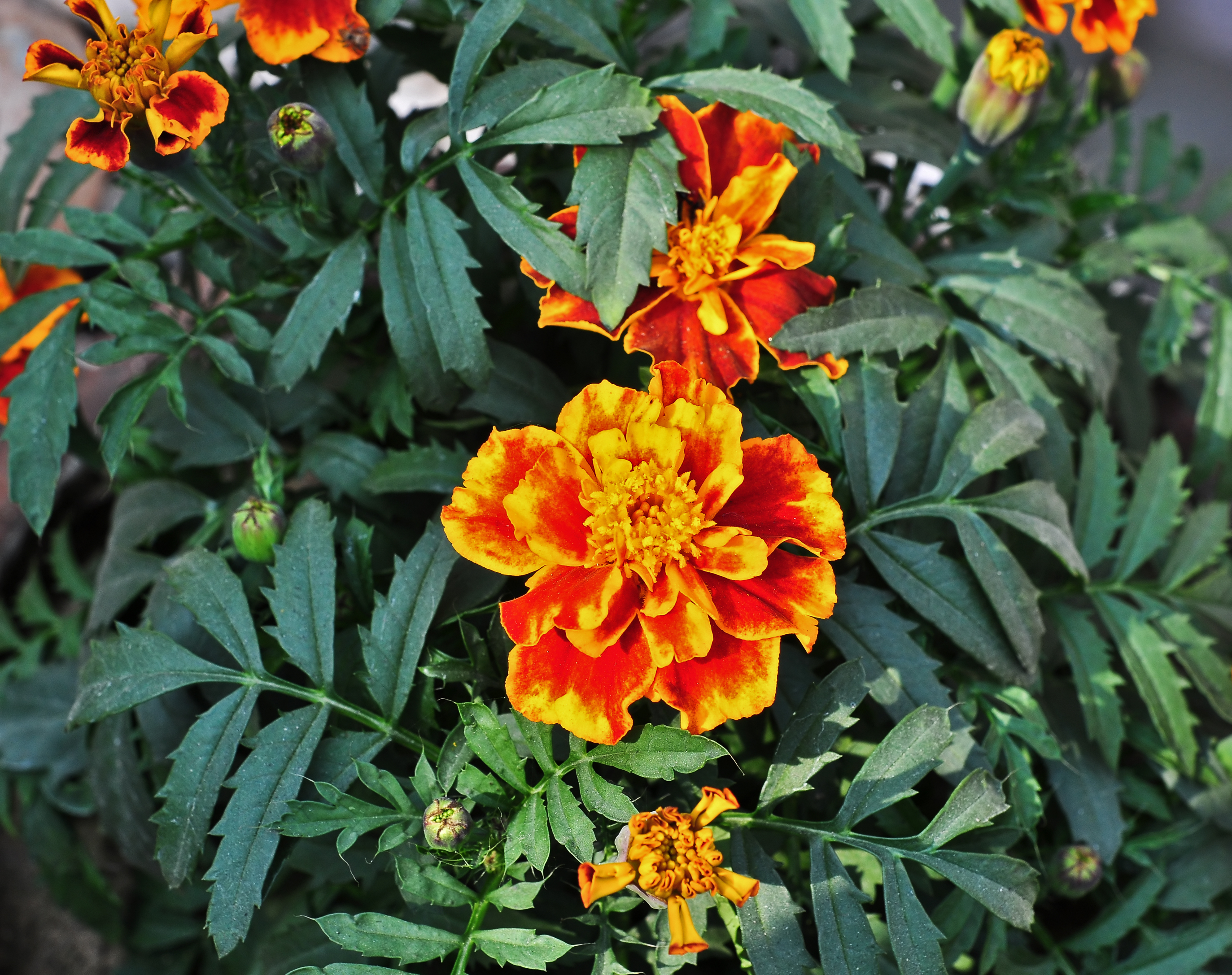 Sementes Flor Cravo De Defunto Tagetes Patula Medicinal 