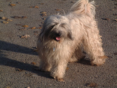 Tibet Terrier.jpg