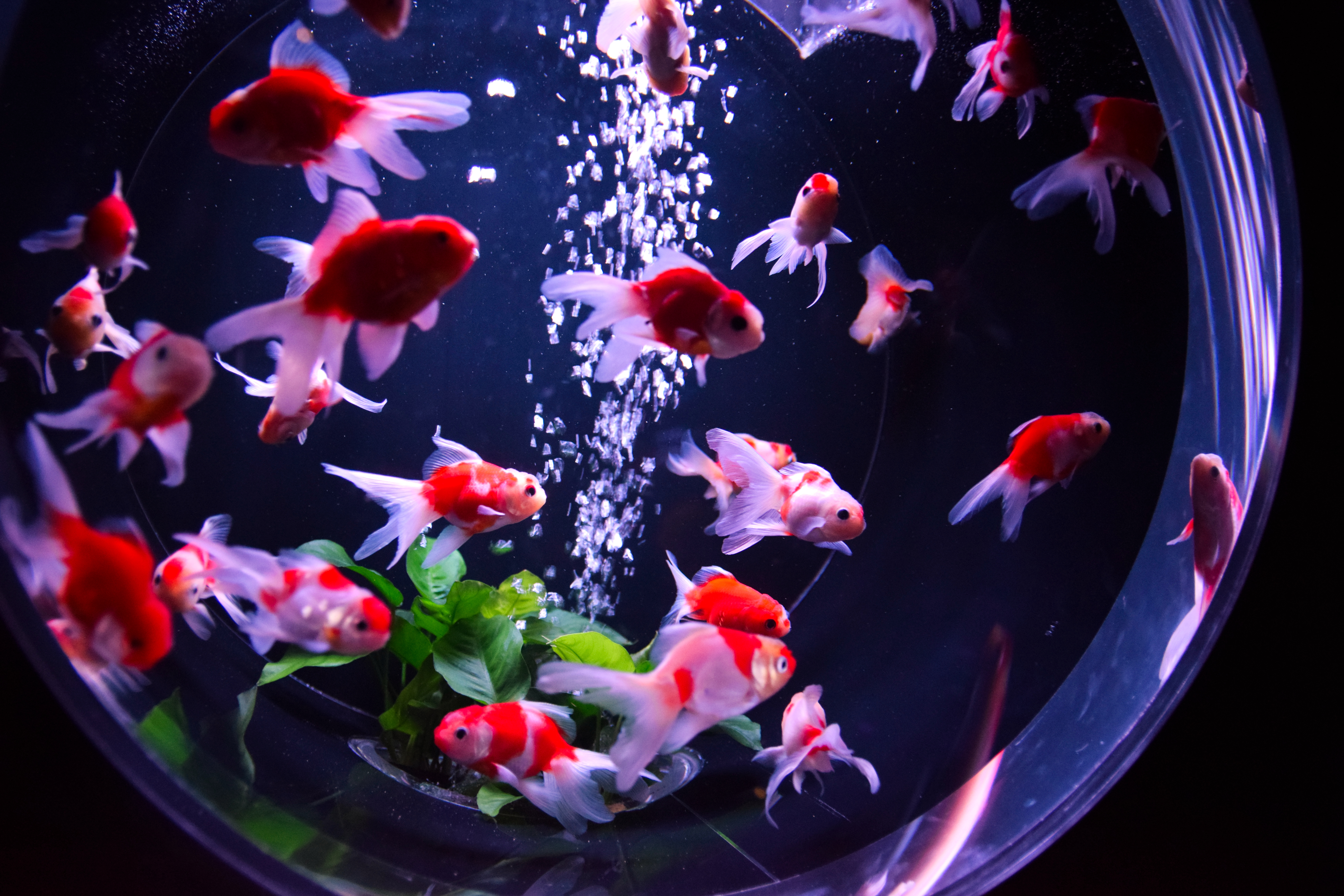 Among fish. Art Aquarium Museum Tokyo.