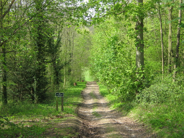 File:Track to Great Barnfield Wood - geograph.org.uk - 1269123.jpg