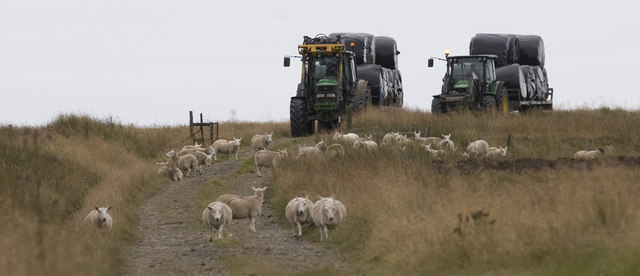 Tractors and sheep Ballachly - geograph.org.uk - 1043846