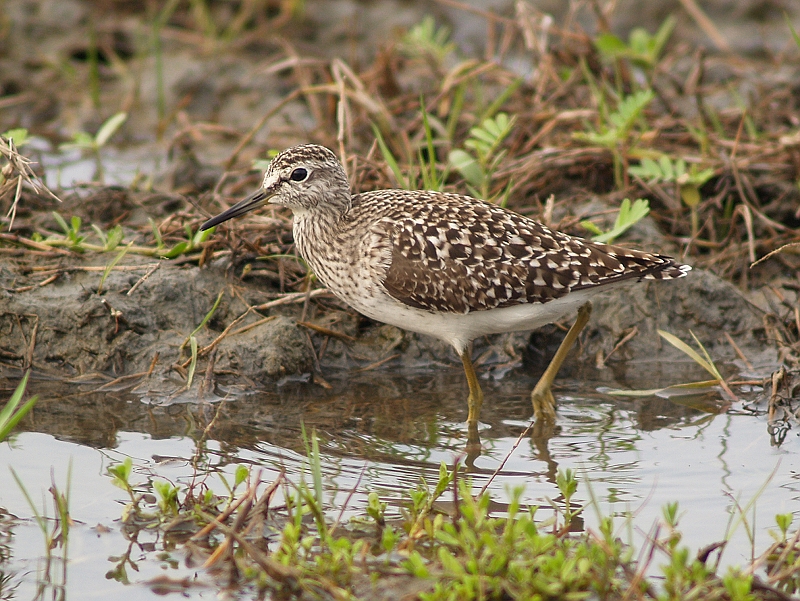 Tringa glareola P4279182.jpg