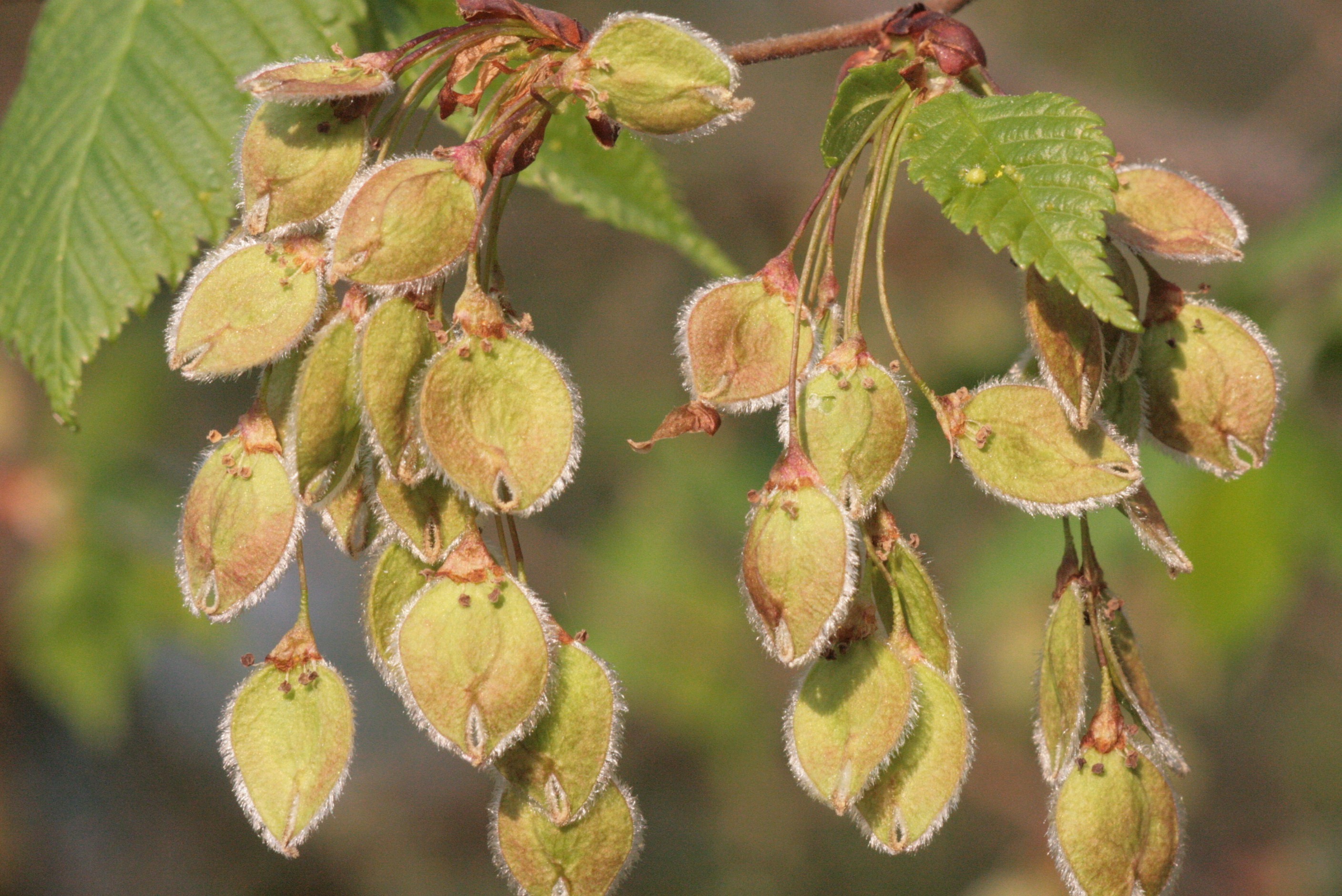 Плодов и листьев. Вяз гладкий (Ulmus laevis). Вяз гладкий Ulmus laevis Pall. Вяз обыкновенный Ulmus laevis. Вяз мелколистный семена.