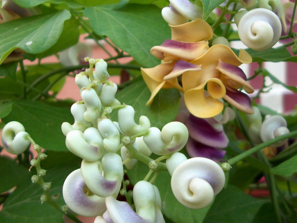 цветок виноградная улитка