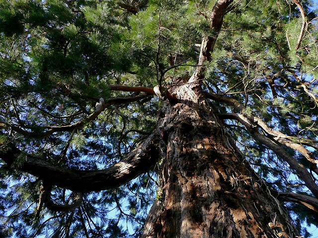 File:Wellingtonia tree by St Nicholas's Church, Arundel - geograph.org.uk - 1650636.jpg