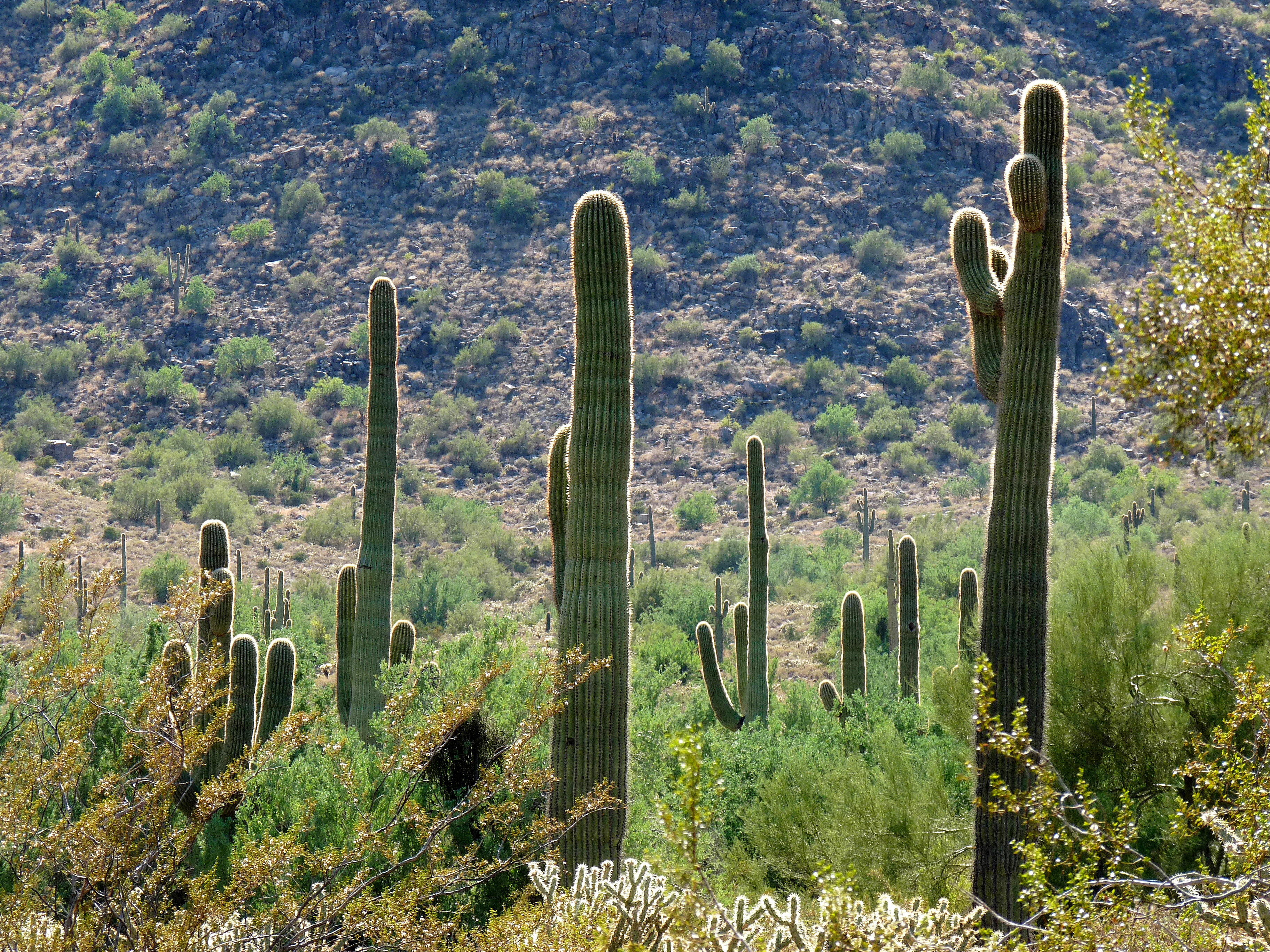 White Tank Mountains - Wikipedia