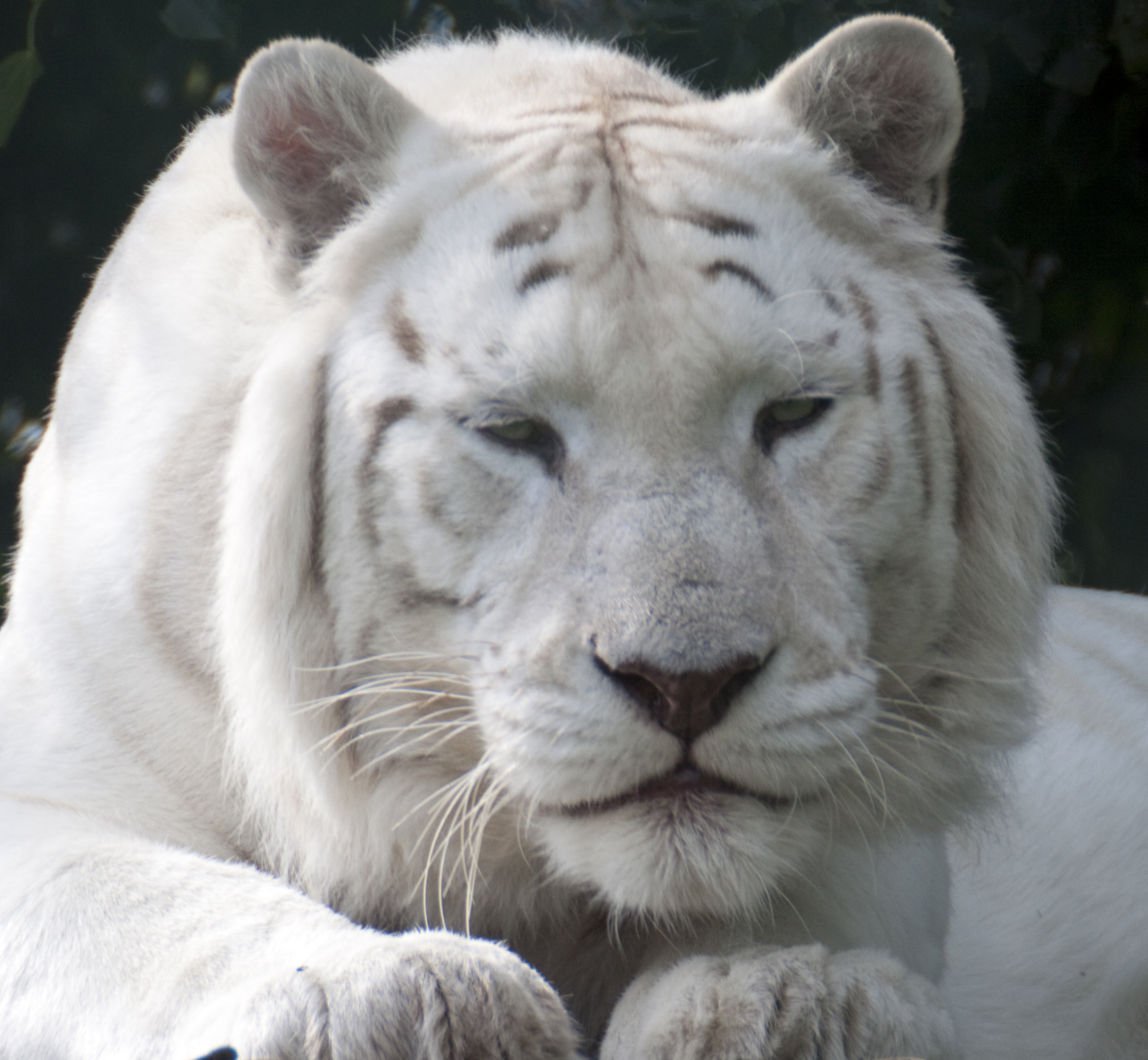 File:White Tiger 2 (5018363280).jpg - Wikimedia Commons