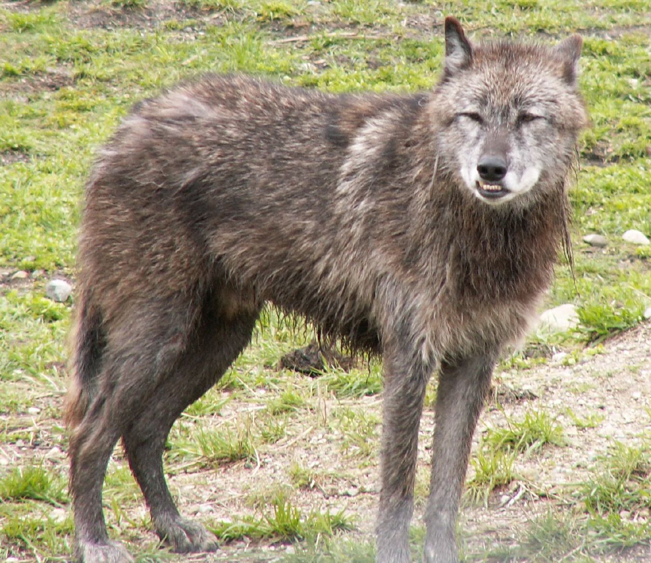 File:Wolf - Flickr  - Wikimedia Commons