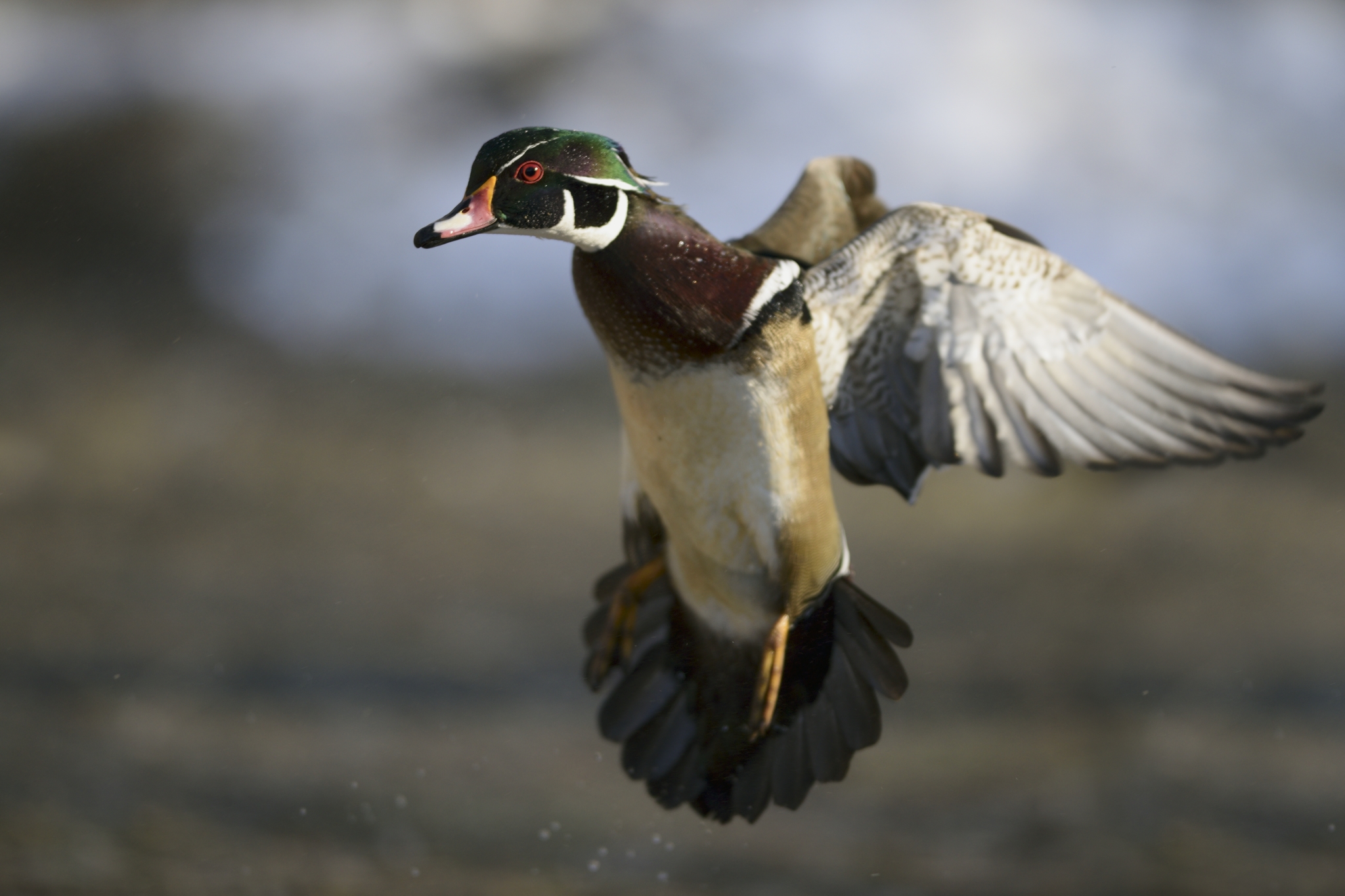 Wood Duck Biology, Life History, and Identification - Waterfowl Profile