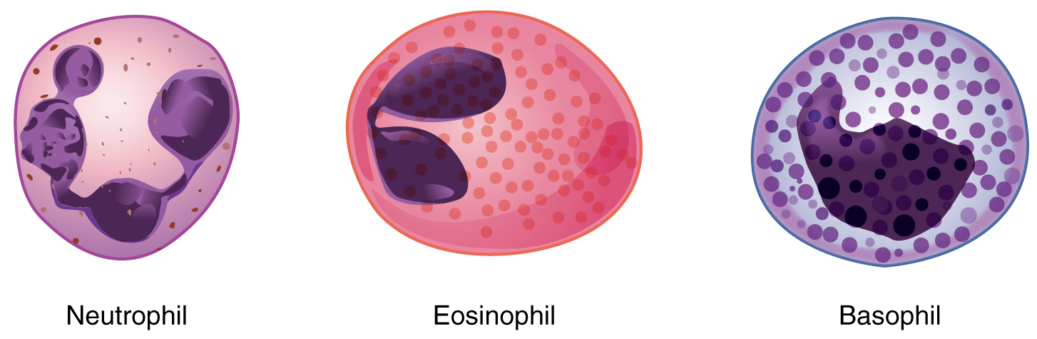 Лейкоциты нейтрофилы эозинофилы. Нейтрофилы базофилы эозинофилы рисунок. Нейтрофилы базофилы и эозинофилы. Лейкоциты базофилы эозинофилы. Базофилы эозинофилы нейтрофилы моноциты и лимфоциты.