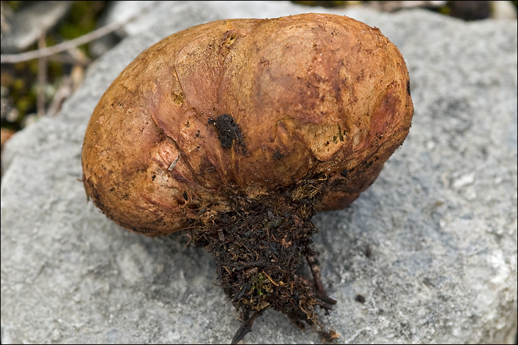 File:2009-09-17 Rhizopogon obtextus 76099.jpg