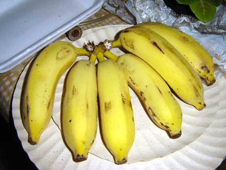 File:A bunch of bananas.jpg