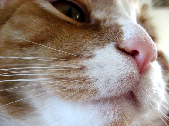 File:A cat's nose in 2008.JPG - Wikipedia