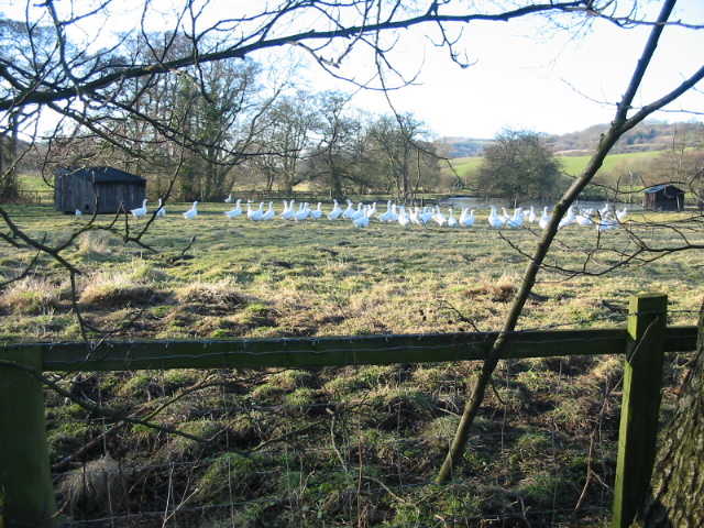 File:A gaggle of geese at Water Gate - geograph.org.uk - 331838.jpg