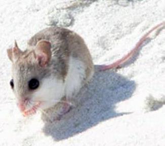 File:Alabama Beach Mouse.jpg