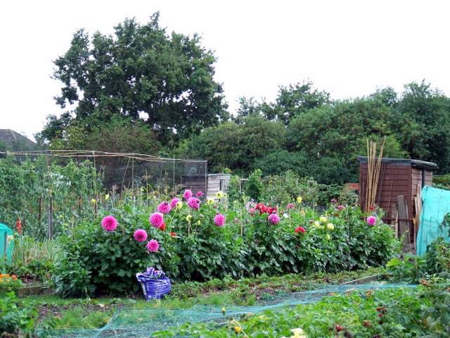 File:Allotments - geograph.org.uk - 954867.jpg