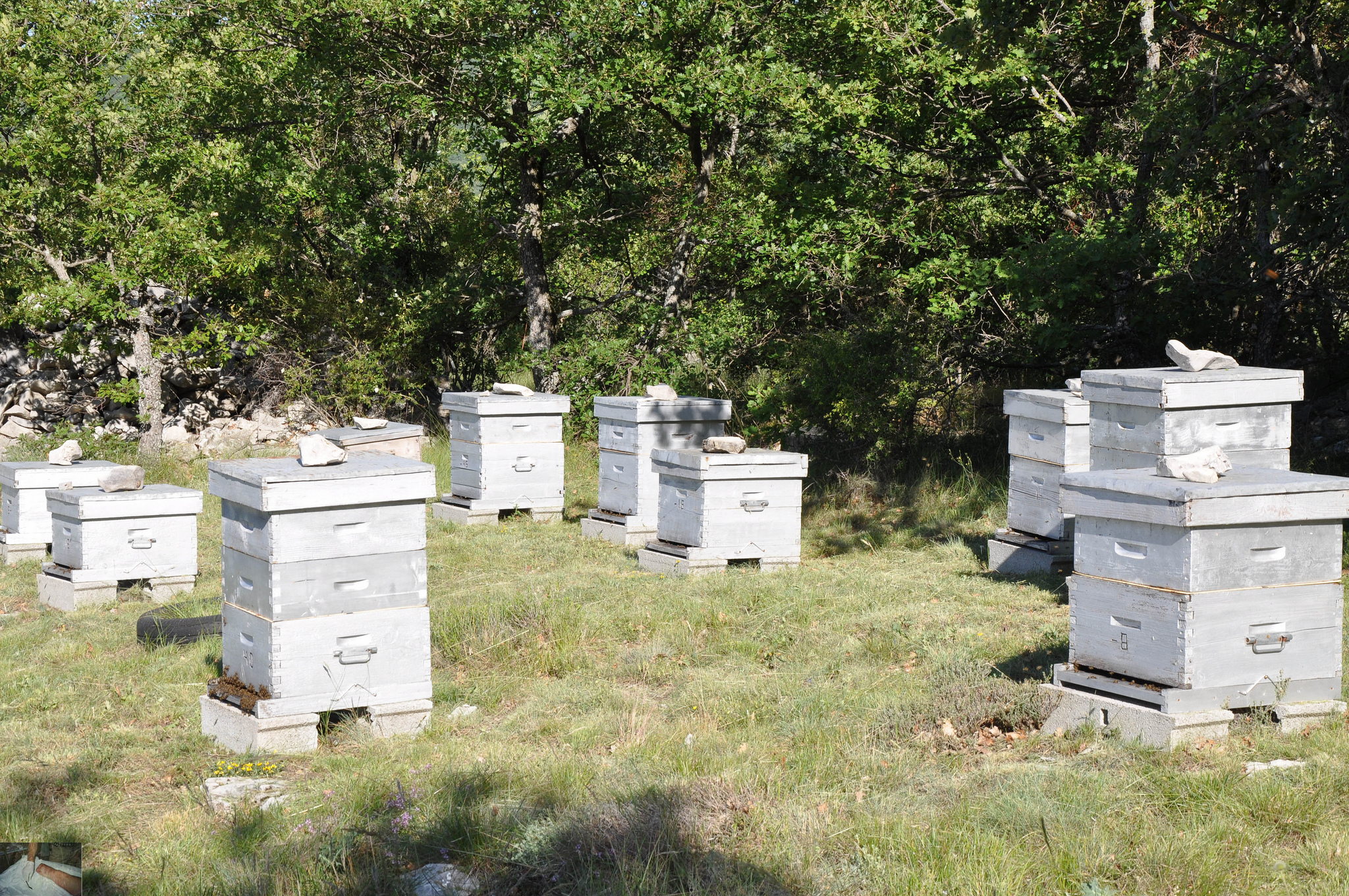 RÃ©sultat de recherche d'images pour "apiculture montagne"