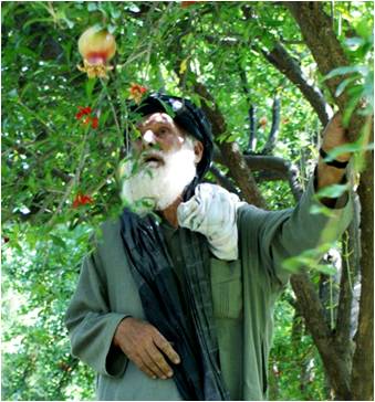 Ficheiro:Arghandab district fruit farmer.jpg