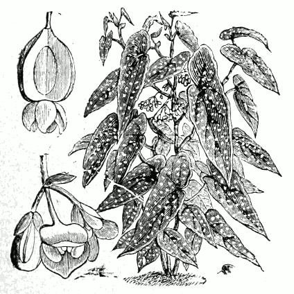 File:Begonia maculata.png