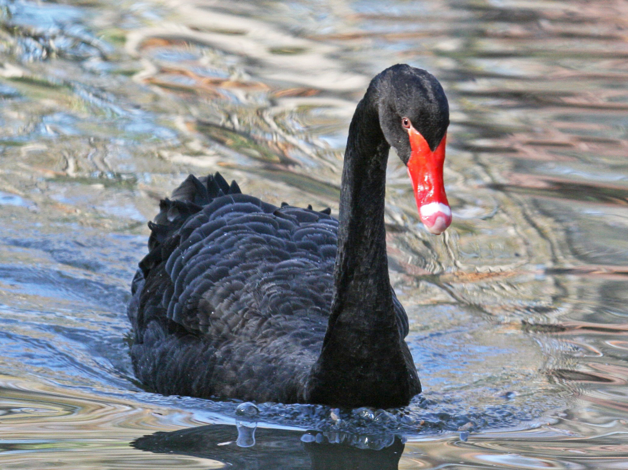 Il Cigno Nero: dalla teoria alla pratica. Difendersi dagli eventi