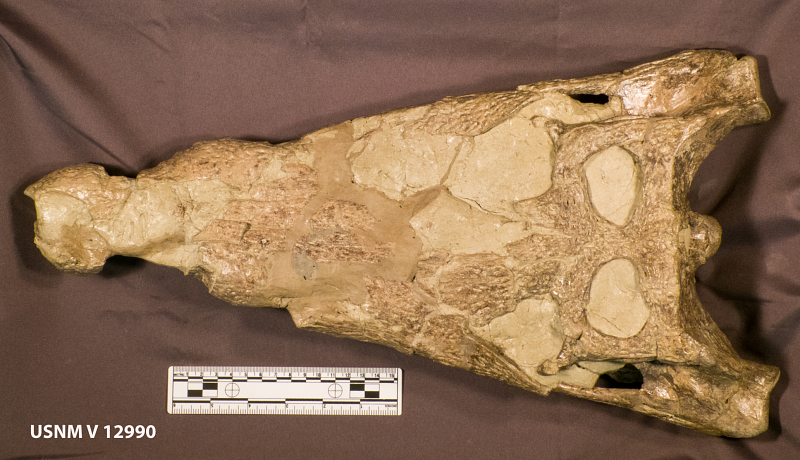 File:Borealosuchus skull.jpg