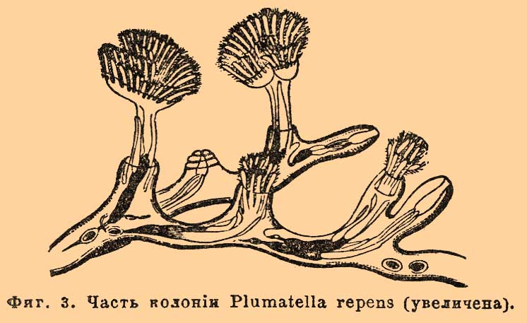 File:Brockhaus and Efron Encyclopedic Dictionary b39 260-1.jpg