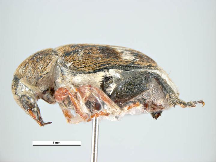 File:Bruchus signaticornis.jpg