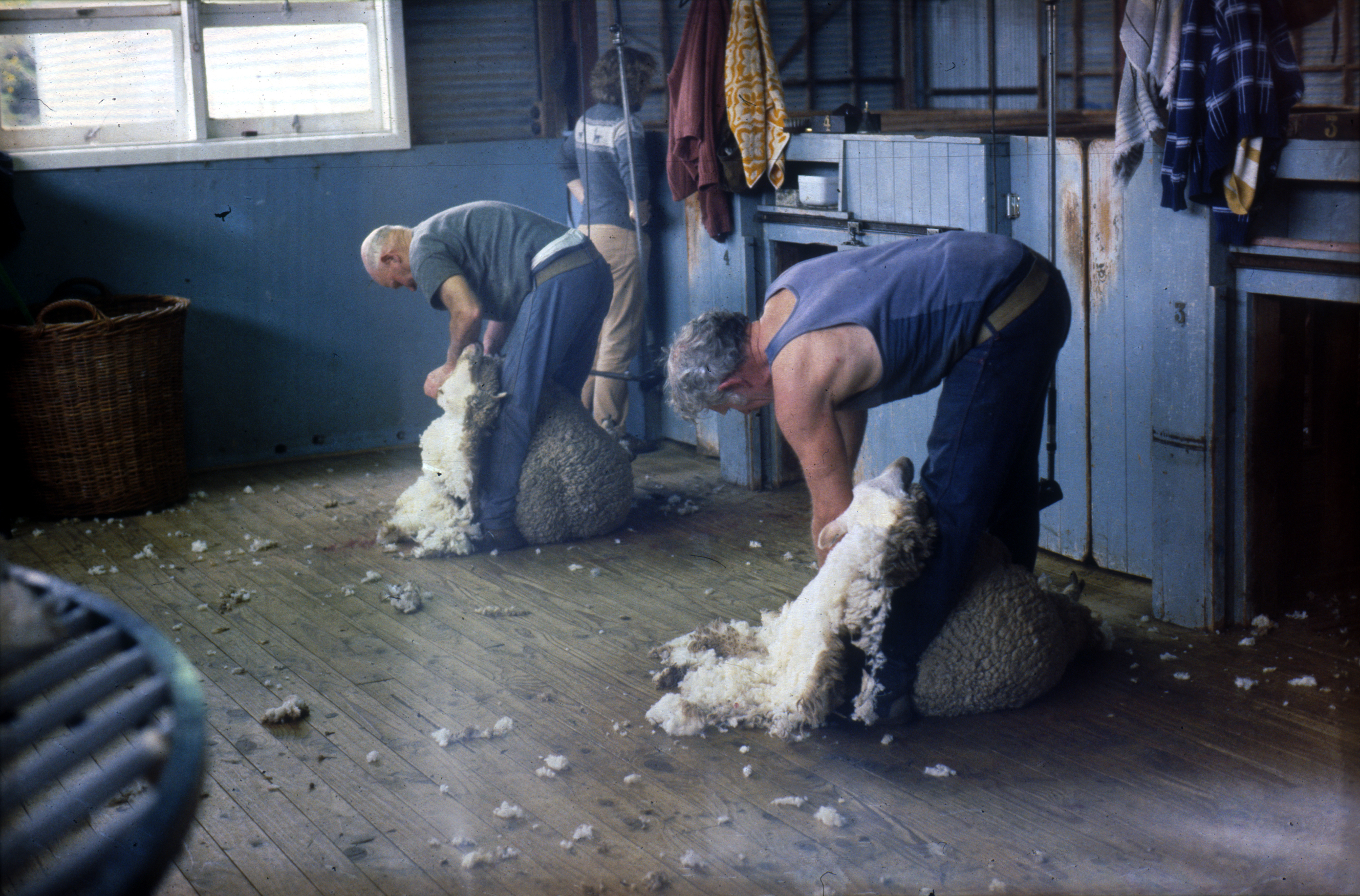 shearing science