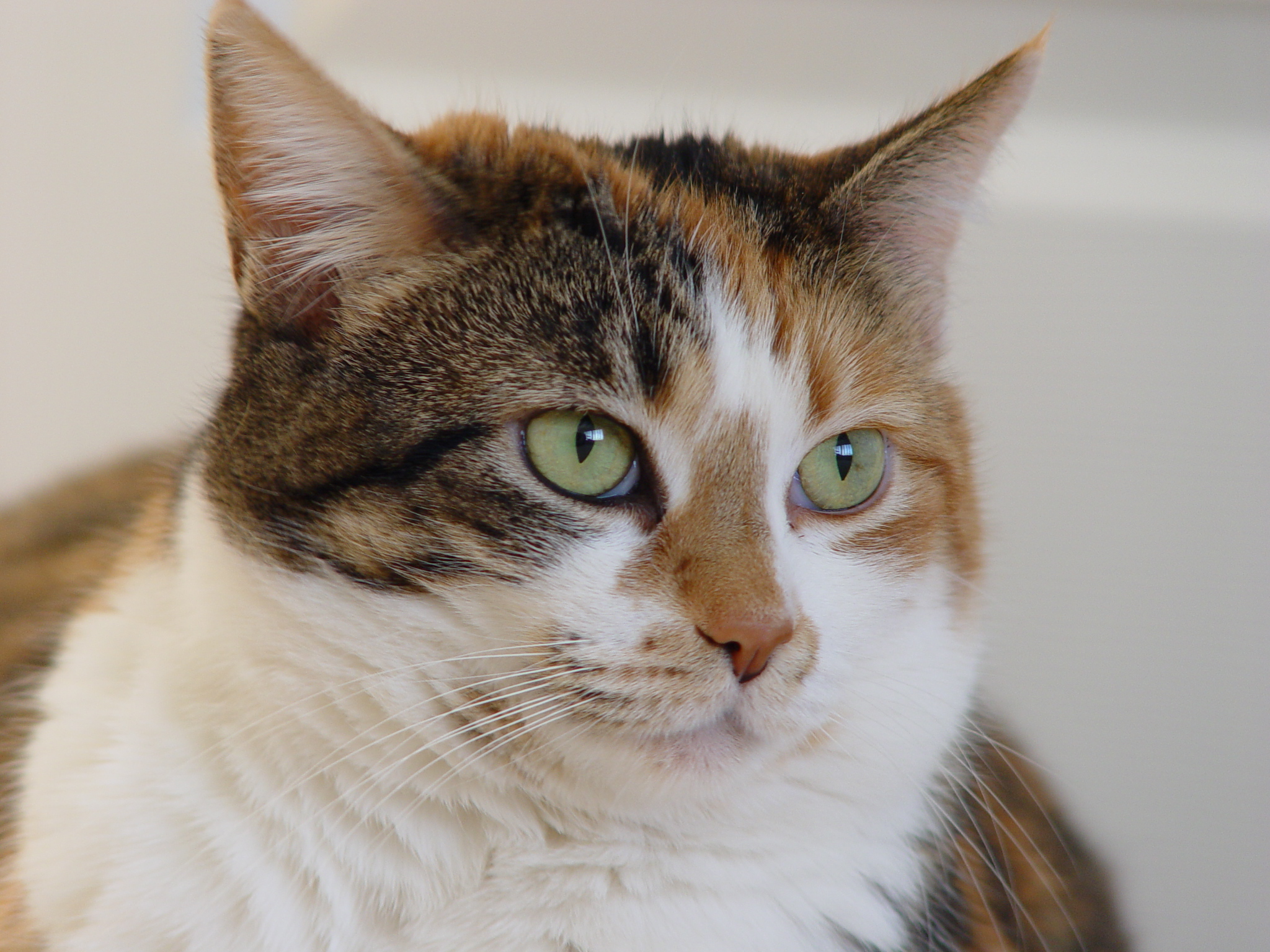 File:Calico tabby cat - Savannah.jpg - Wikimedia Commons