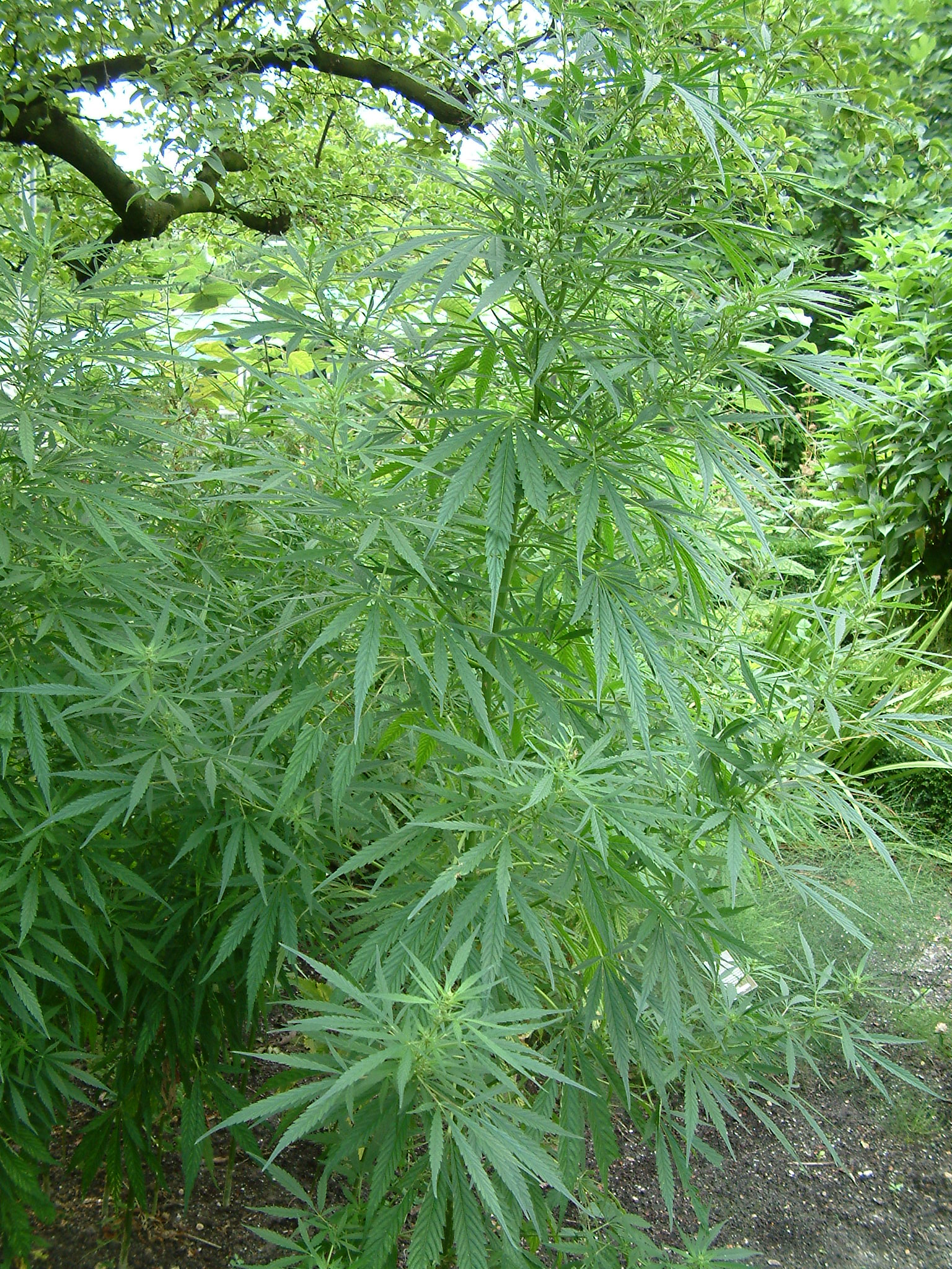File:Cannabis sativa (2944472340).jpg - Wikimedia Commons