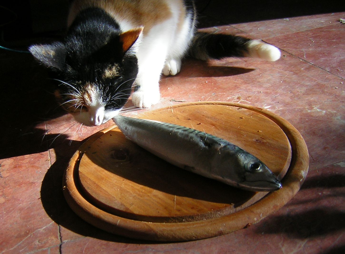 Кошечка рыбка. Кот с рыбой. Кошка ест рыбу. Кот жрет рыбу. Рыба для кошек еда.