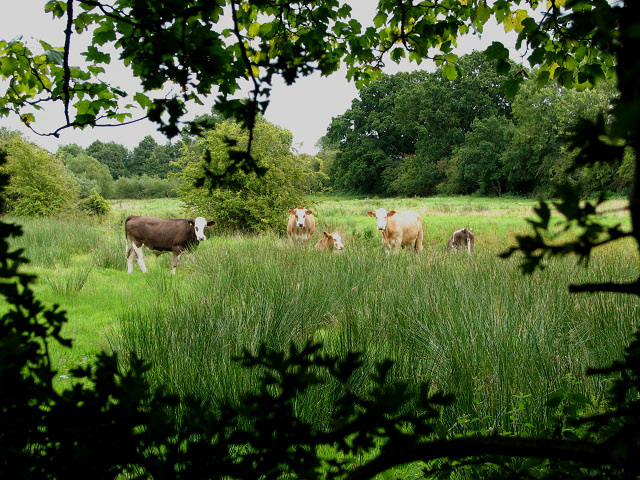 File:Cattle out on pasture - geograph.org.uk - 950106.jpg