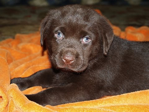 File:ChocolateLabPup.jpg