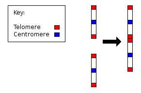 Fusion of ancestral chromosomes left distinctive remnants of telomeres, and a vestigial centromere. As other non-human extant hominidae have 48 chromosomes it is believed that the human chromosome 2 is the result of the merging of two chromosomes.[138]