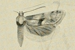 <i>Cochylimorpha asiana</i> Species of moth