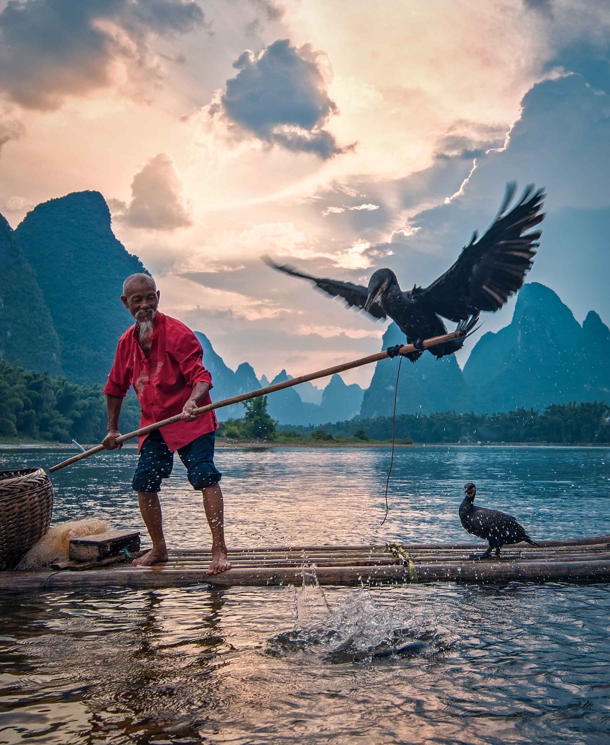 https://upload.wikimedia.org/wikipedia/commons/7/71/Cormorant_fishing_in_Yangshuo.jpg