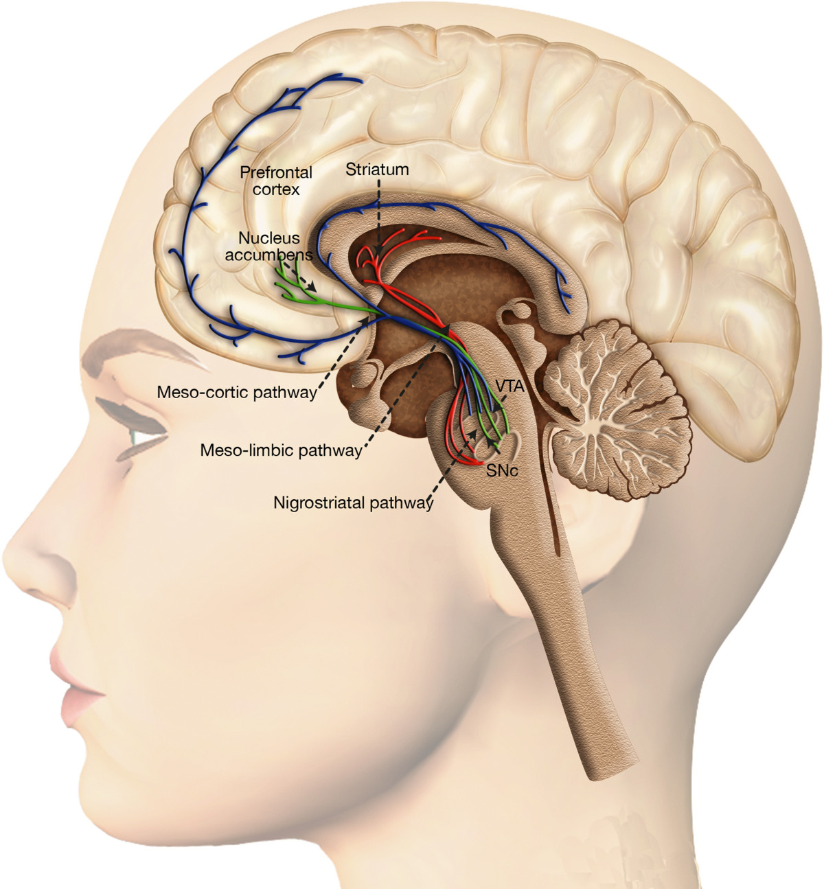 Системы головного мозга. Стриатум Nucleus accumbens. Стриатум и паллидум. Ventral striatum. Дофаминовая система головного мозга.