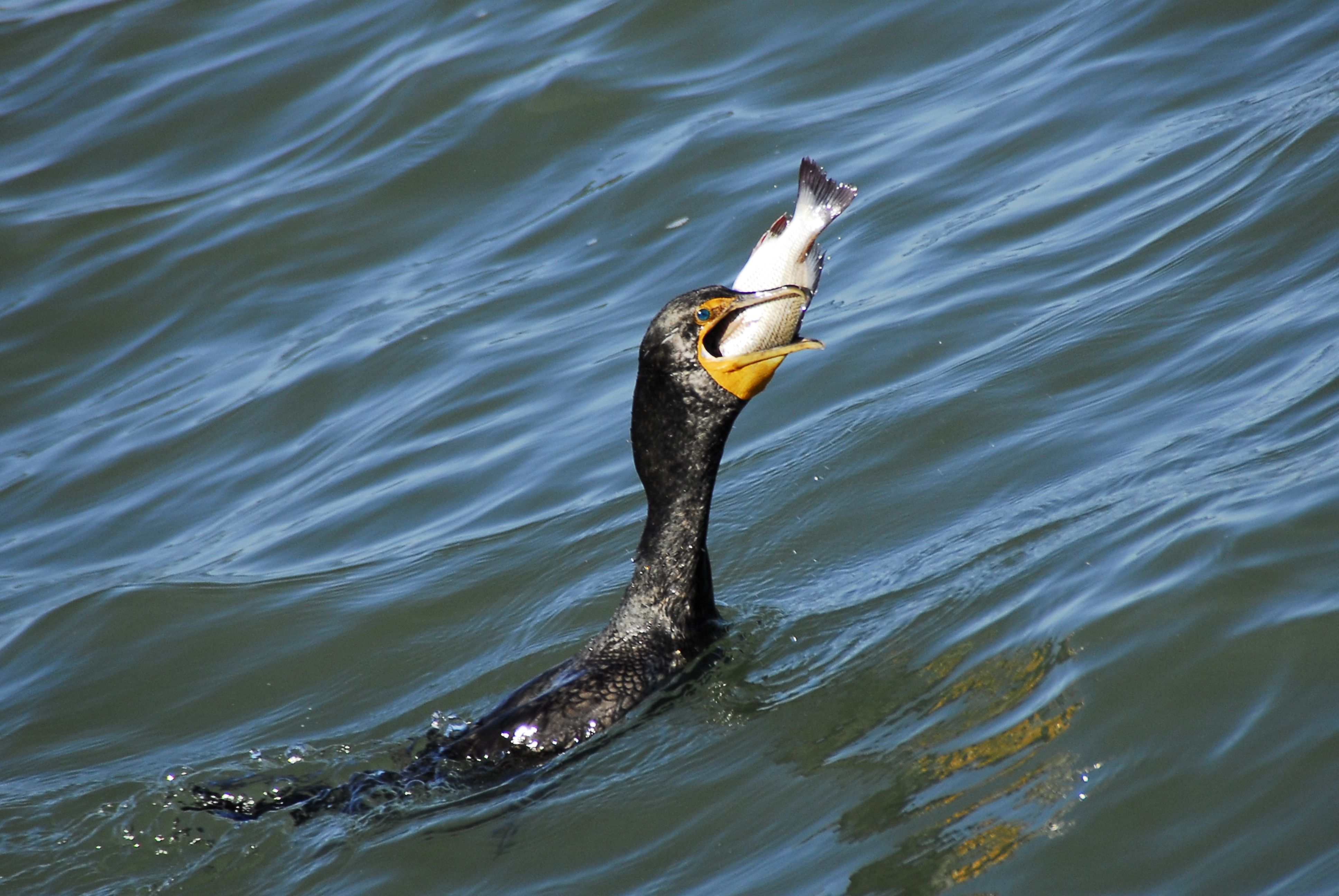 Cormorant fishing - Wikipedia