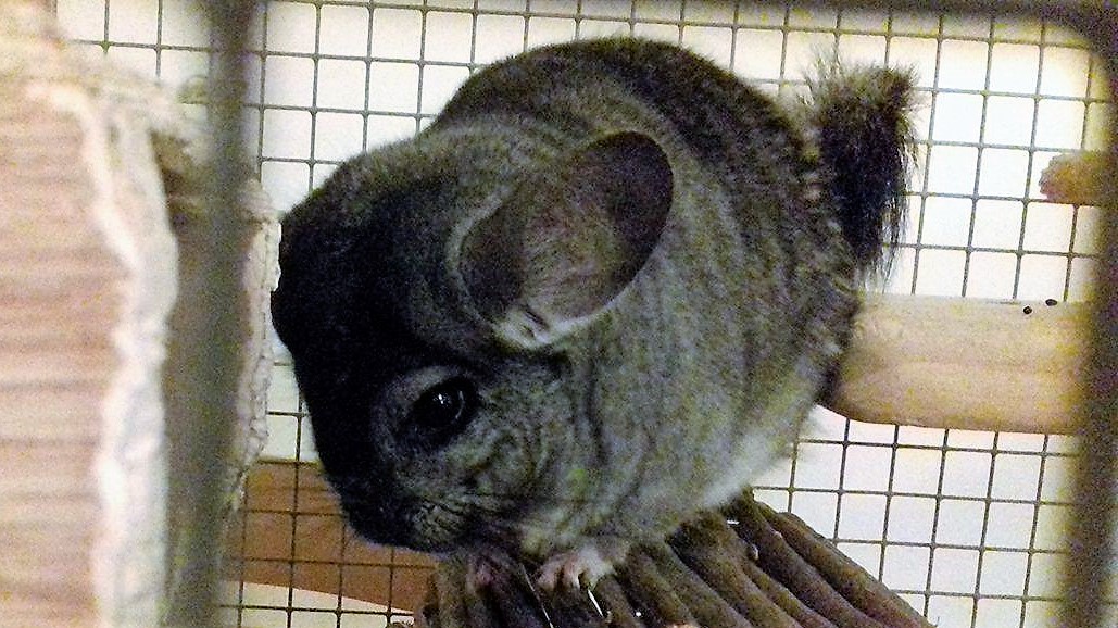 long-tailed chinchilla for sale