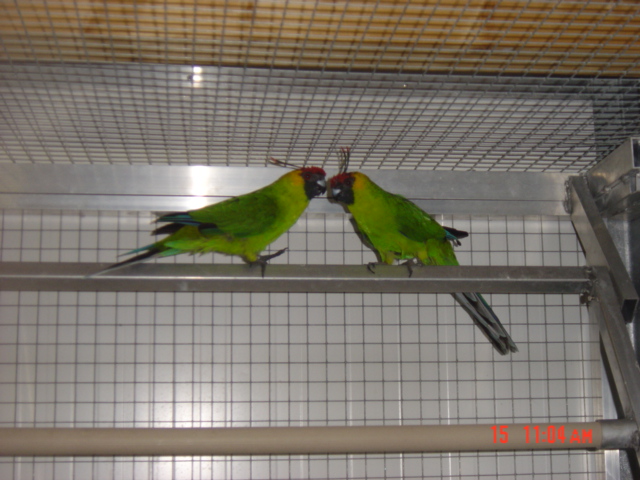 File:Eunymphicus cornutus -two captive-4a.jpg