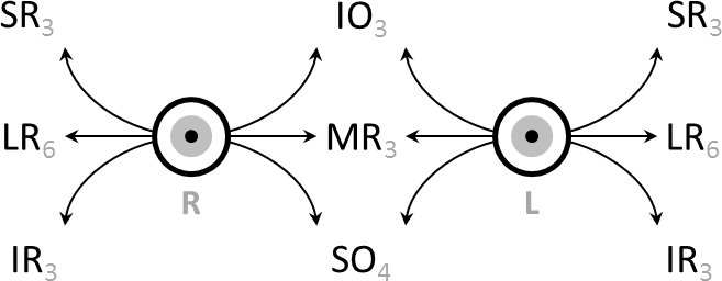 File:Extraocular muscle actions and innervation.png