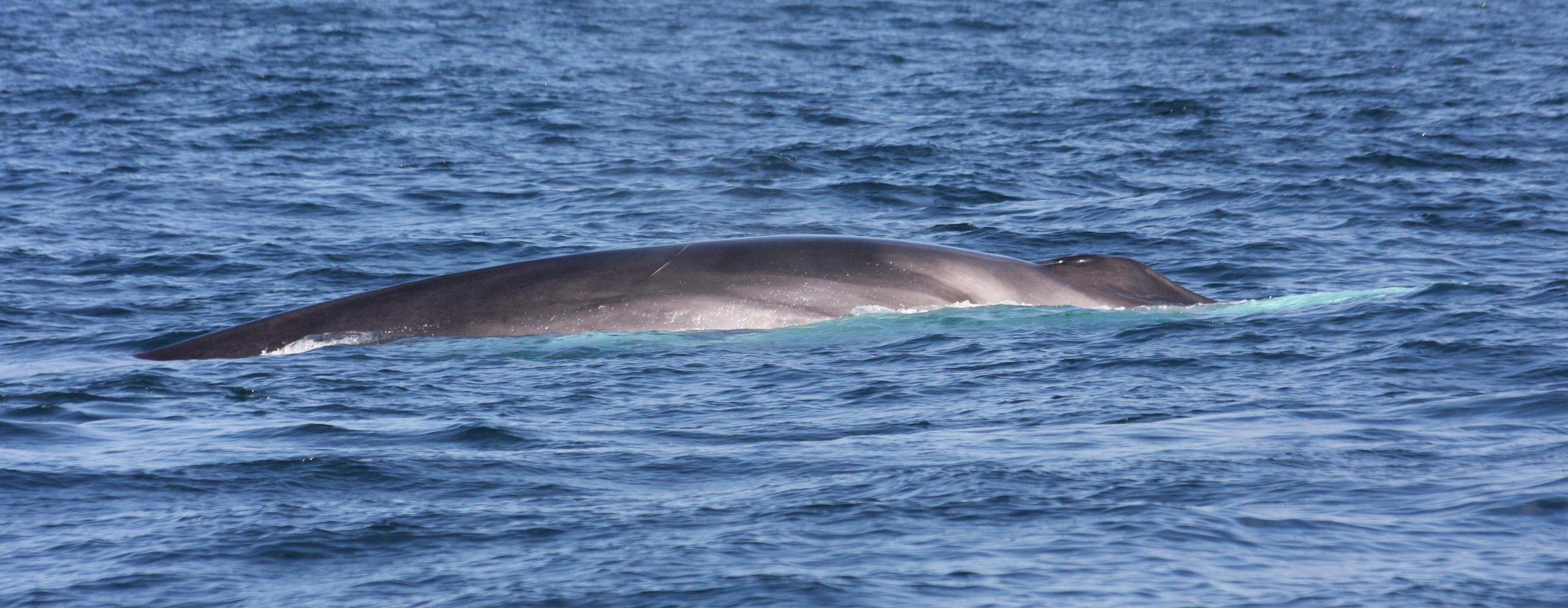 Fin whale with ctenophore in front of its mouth - Stock Image - C046/3824 -  Science Photo Library