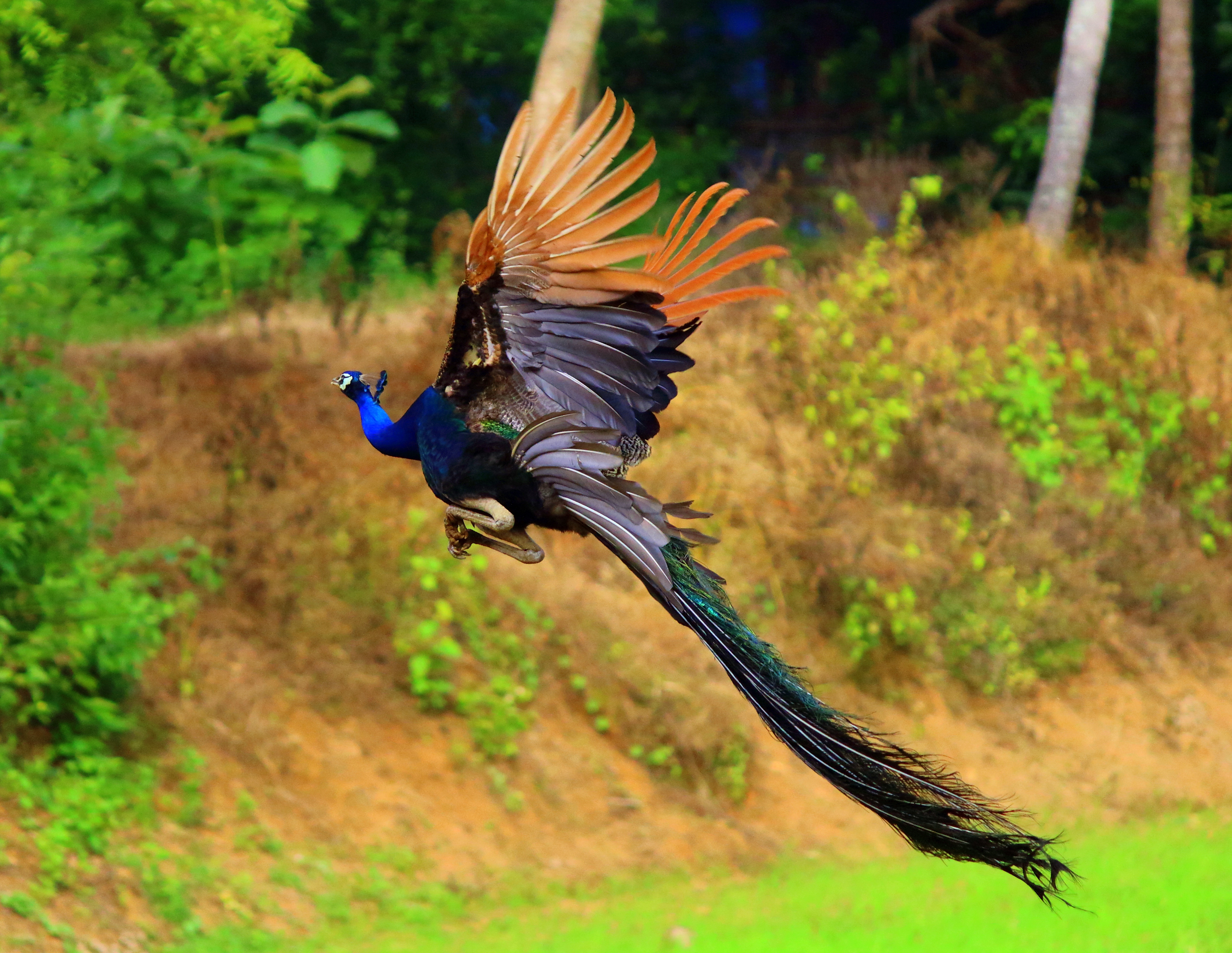 Flying_Beauty_Peacock.JPG