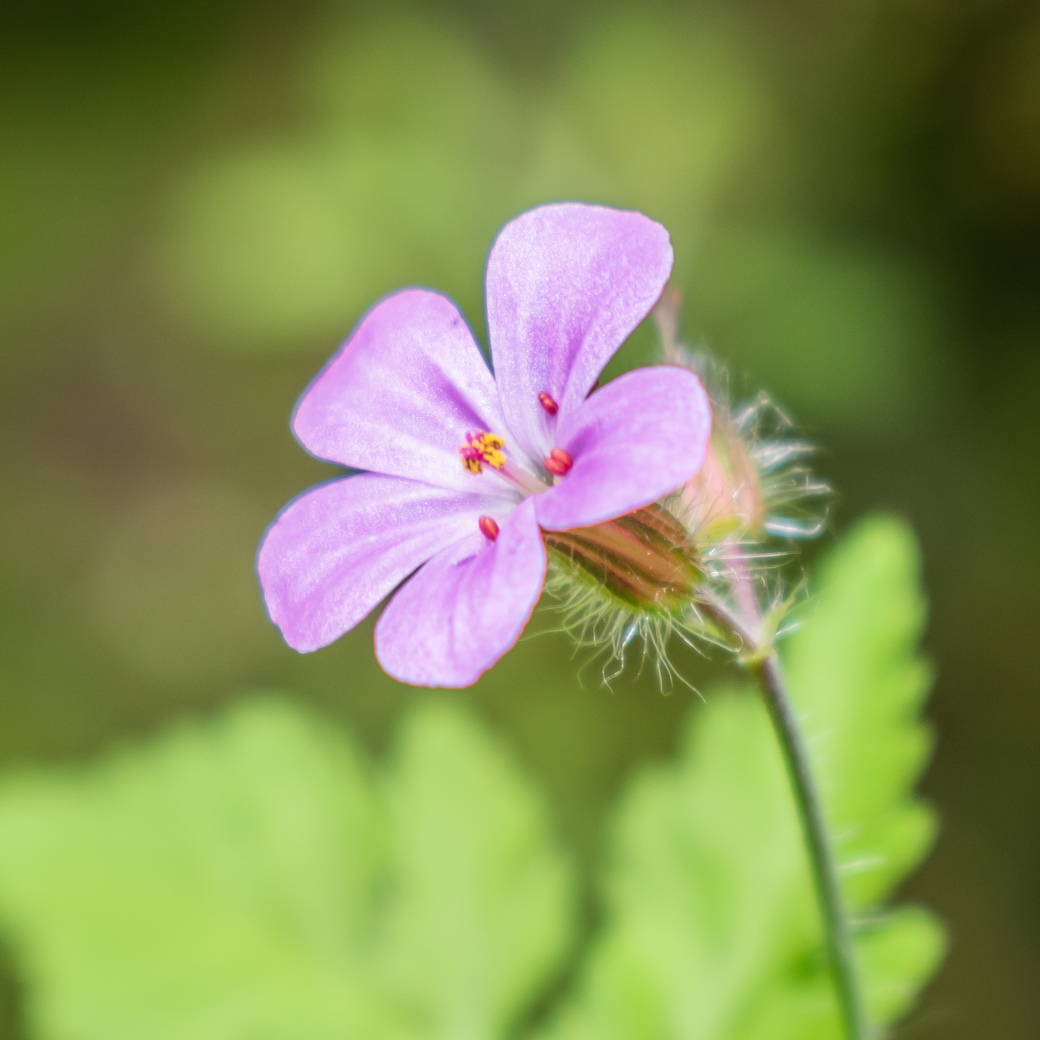 Geranium robertianum