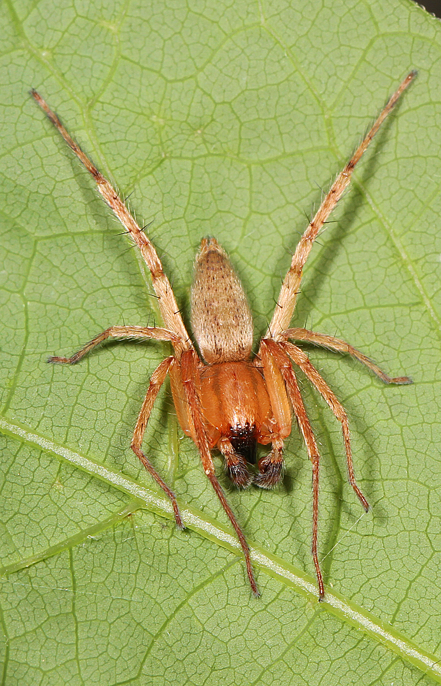 File:Ghost Spider - Hibana species, Carderock Park, Carderock,   - Wikimedia Commons