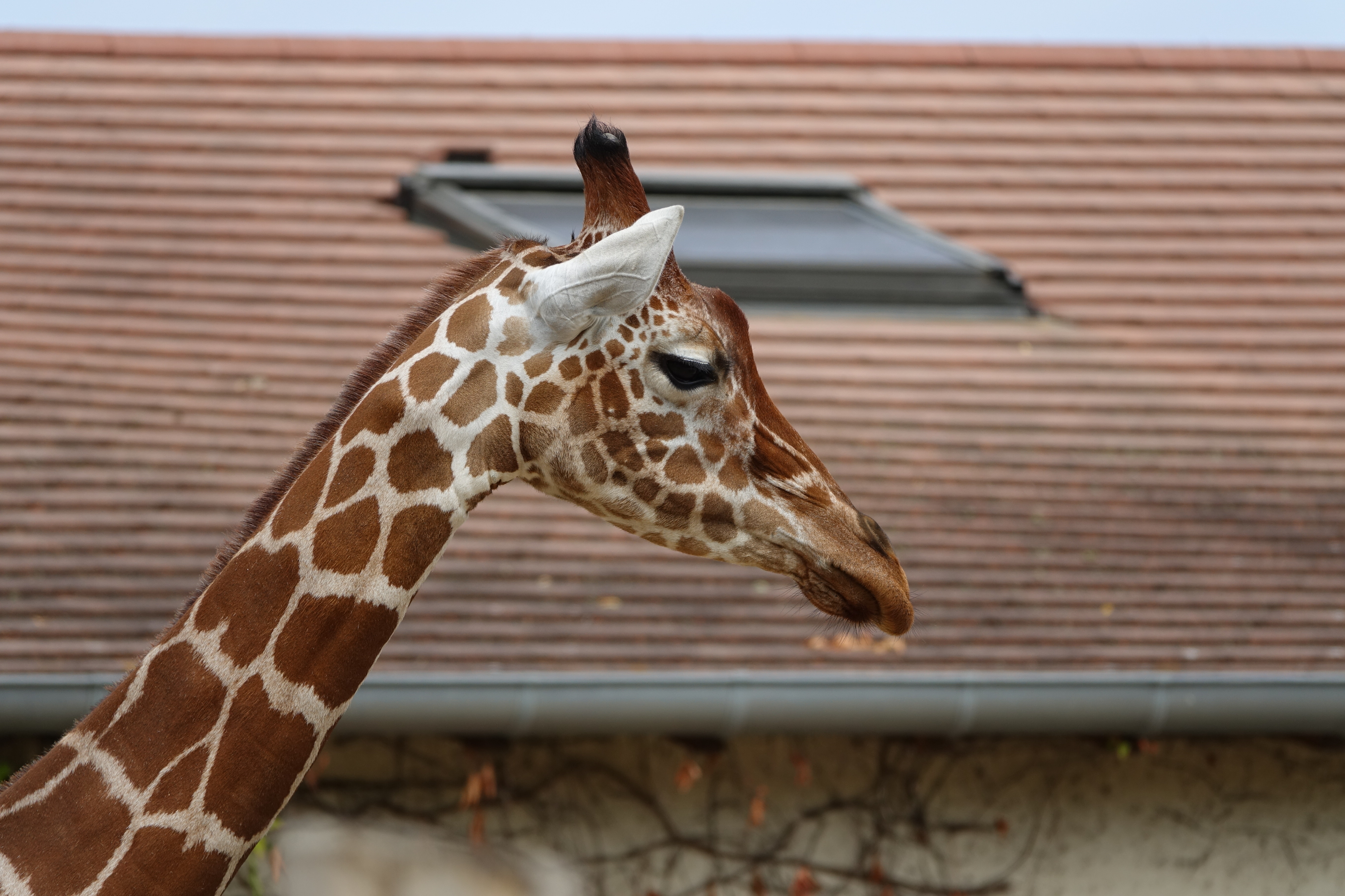 Girafe — Wikipédia